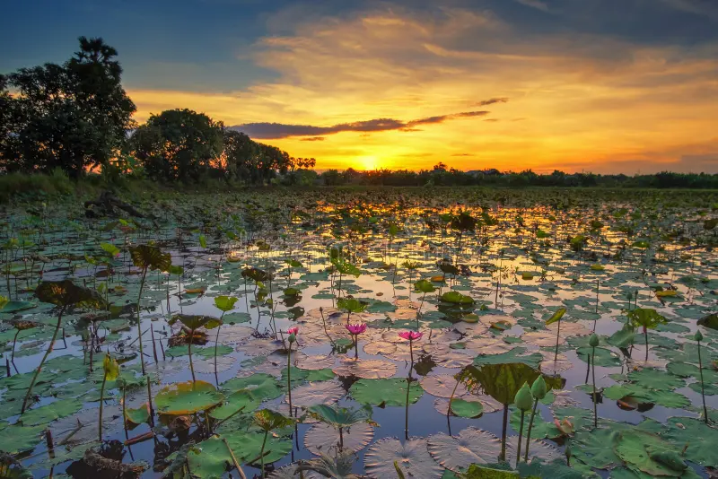 Lotus Pond