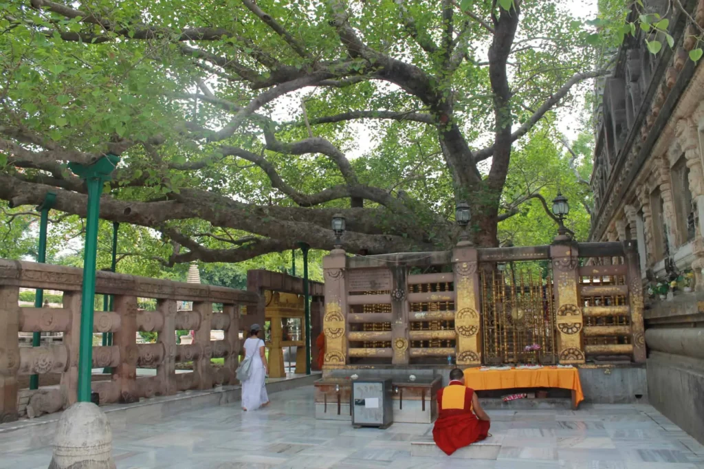  Bodhi Tree