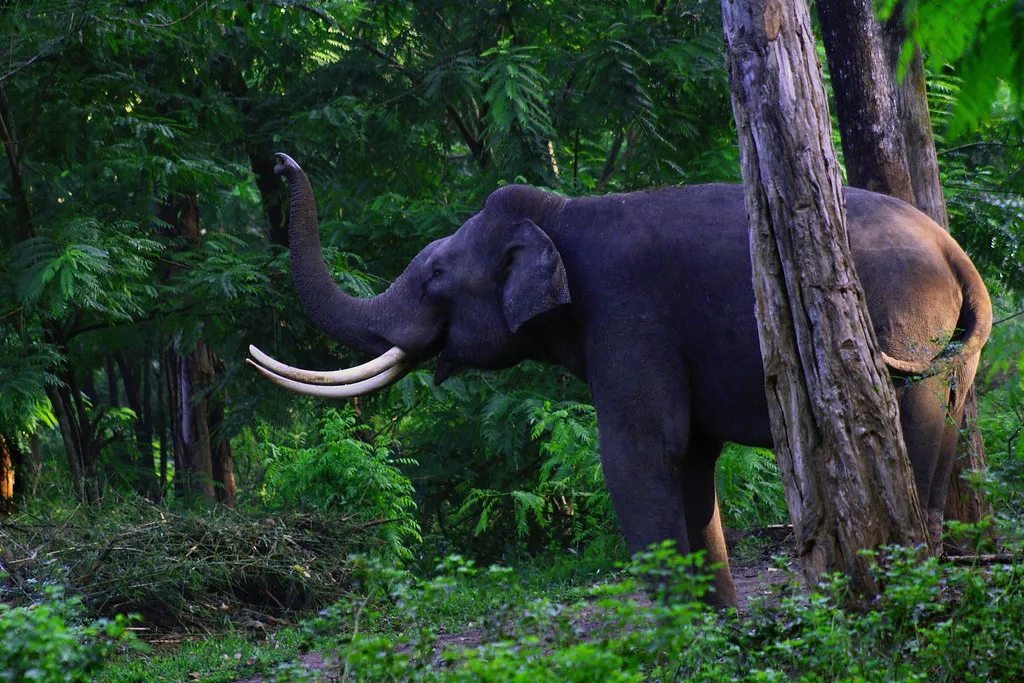 Wayanad
