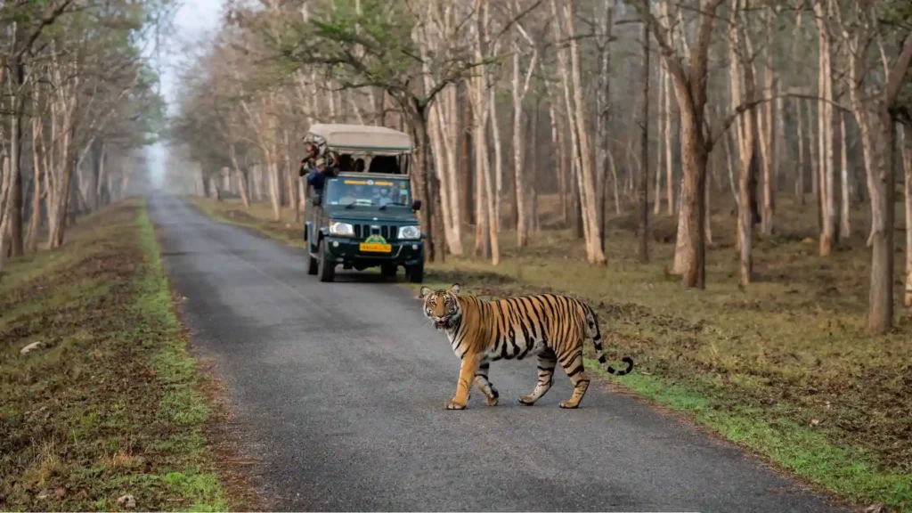 Kabini Wildlife