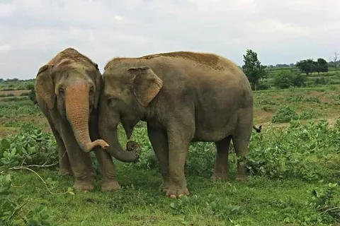 Wildlife SOS