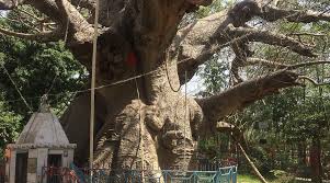  Parijat Tree View Varanasi